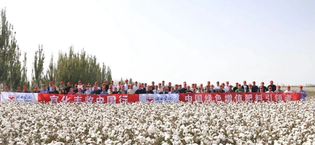宜化豐收中國行！新疆棉花大型測產(chǎn)觀摩會成功舉行(圖1)
